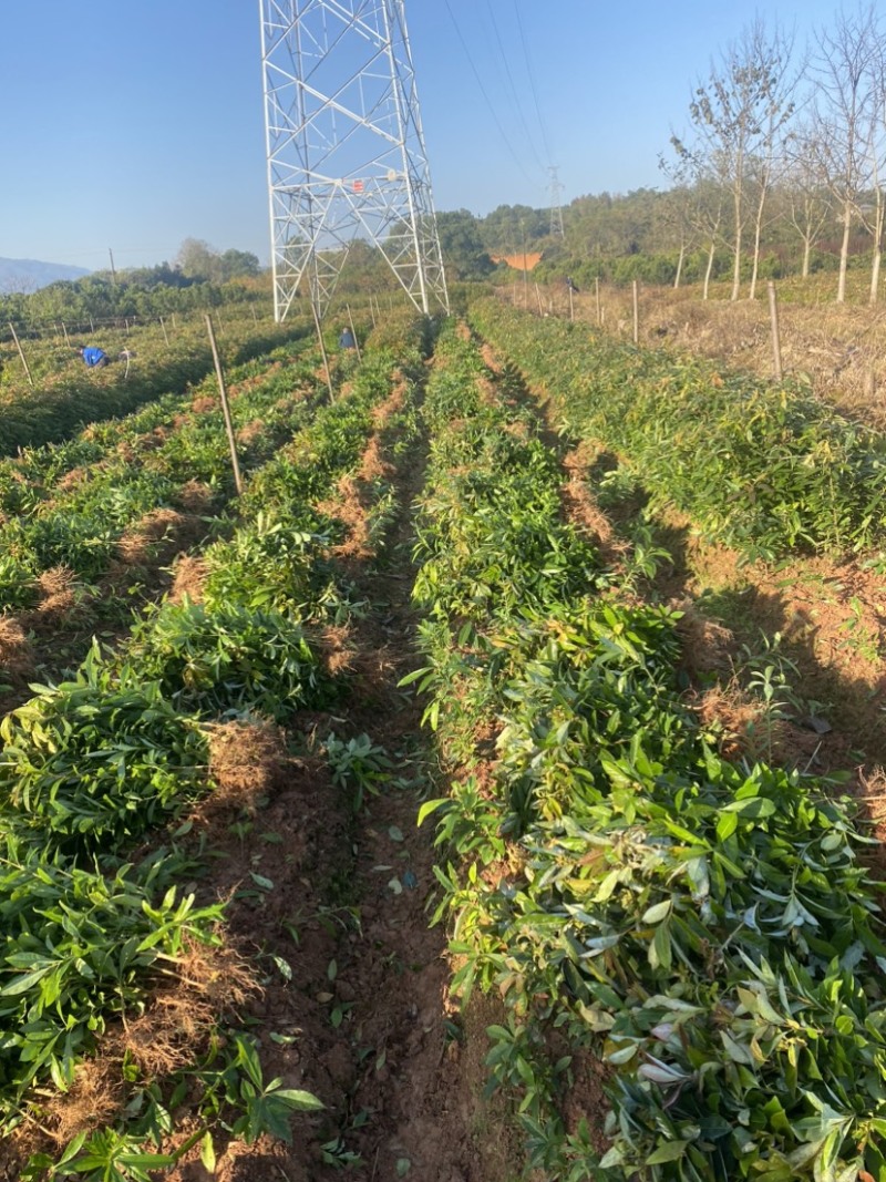 木荷苗一年生，高度30公分以上，大小规格齐全欢迎来电咨询