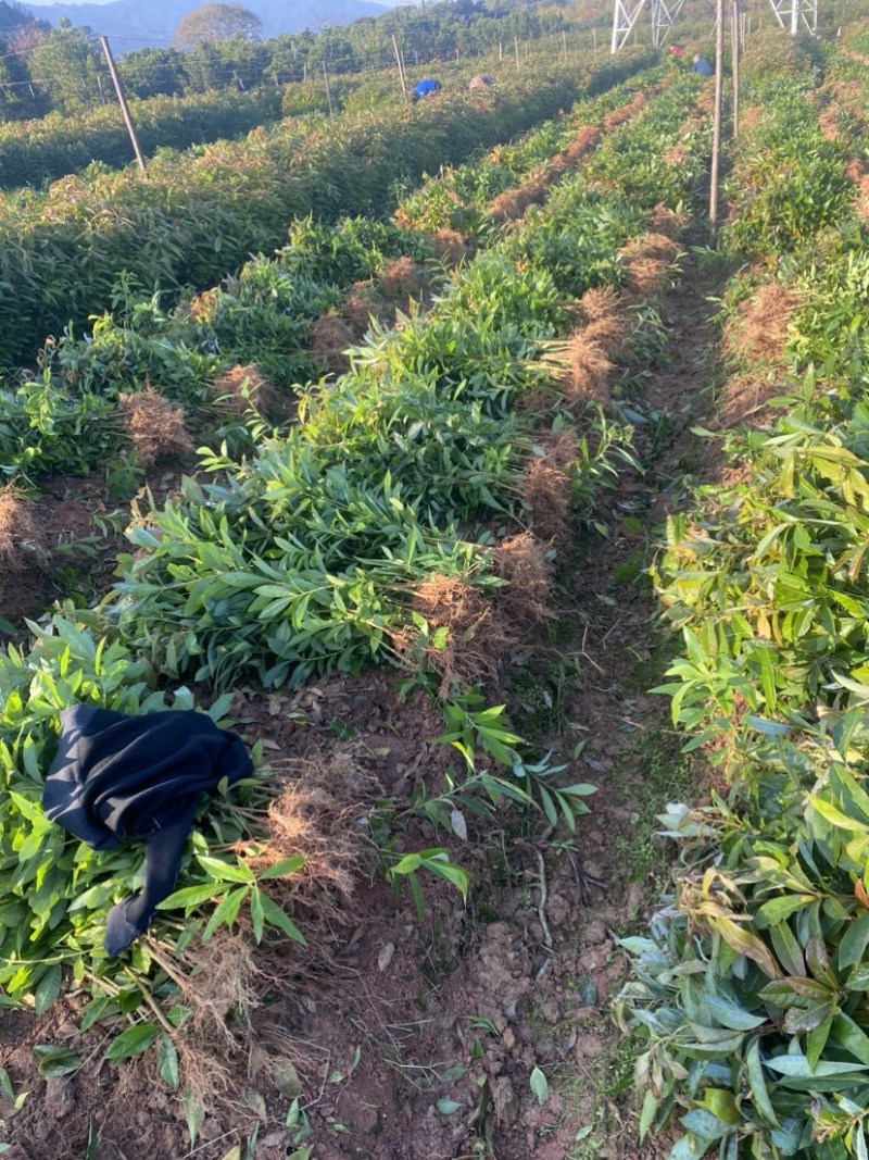 木荷苗一年生，高度30公分以上，大小规格齐全欢迎来电咨询