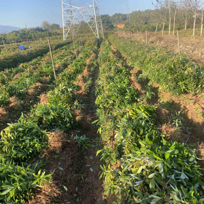 木荷苗一年生，高度30公分以上，大小规格齐全欢迎来电咨询