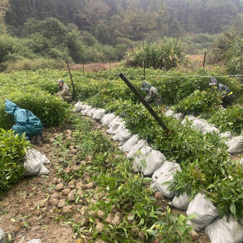 一年木荷容器苗，苗子很靓，品质有保障，防火林带