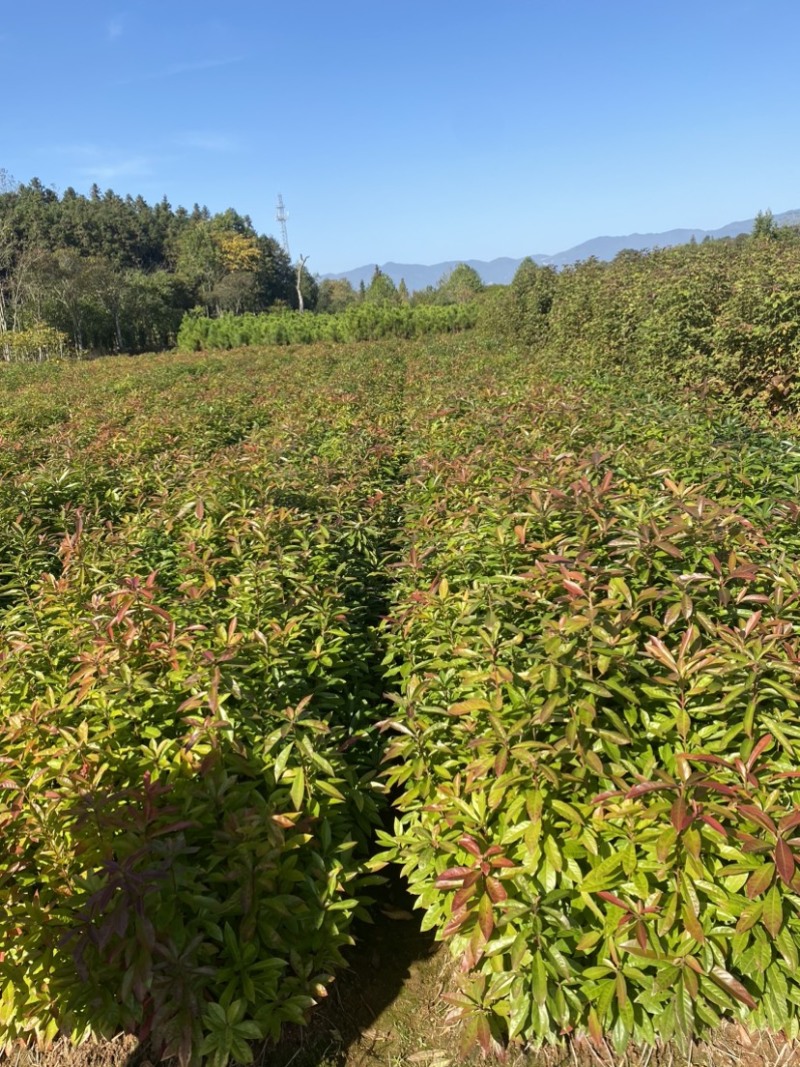 一年木荷容器苗，苗子很靓，品质有保障，防火林带
