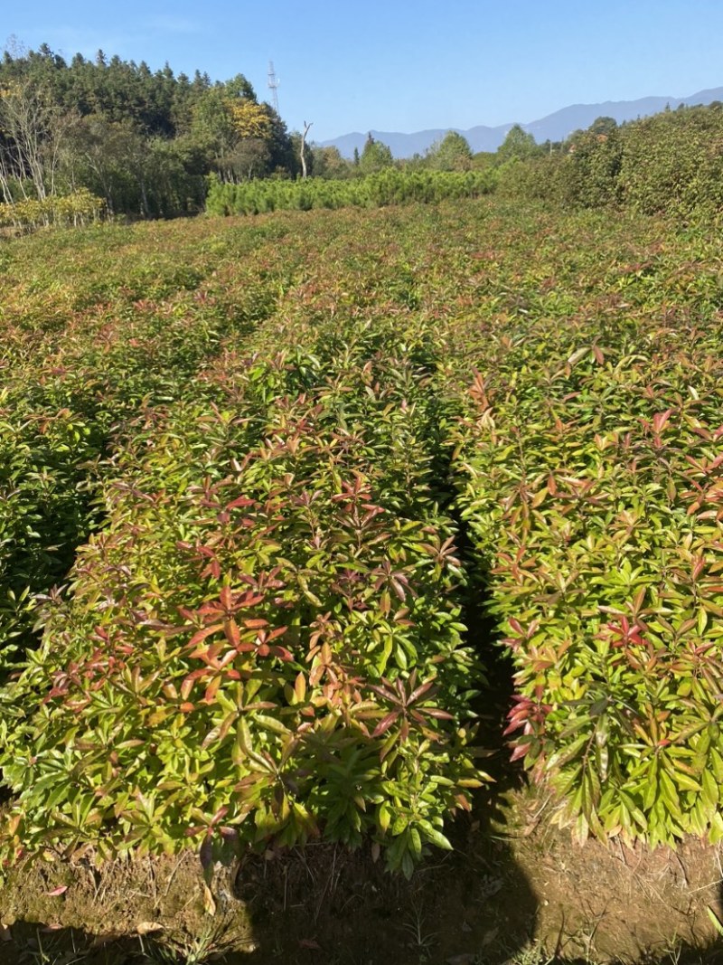 一年木荷容器苗，苗子很靓，品质有保障，防火林带