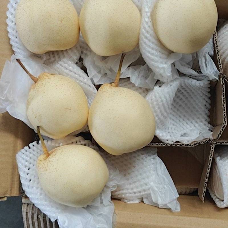 河北赵县水晶鸭梨大量供应冷库发货对接全国市场商超