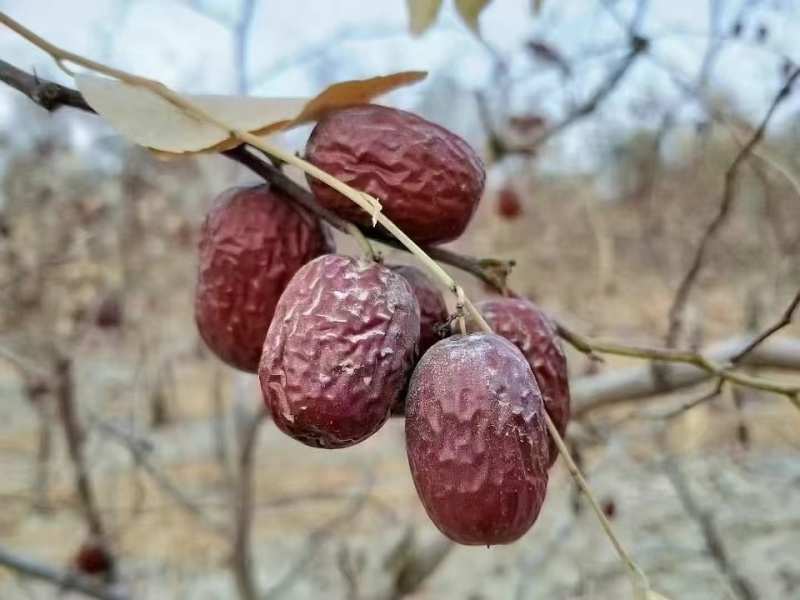 新疆原生态吊干灰枣
