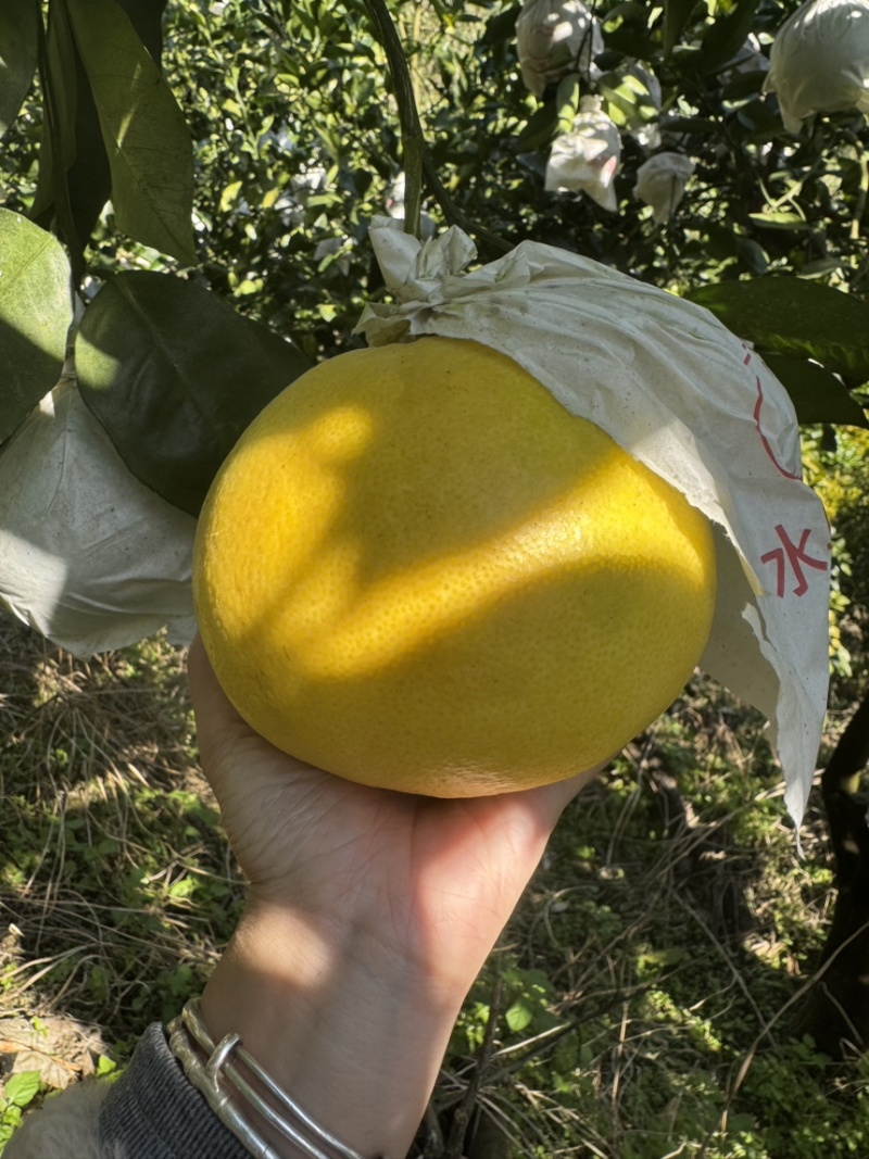 葡萄柚