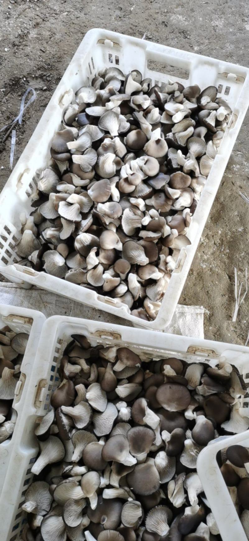 小黑平菇精品