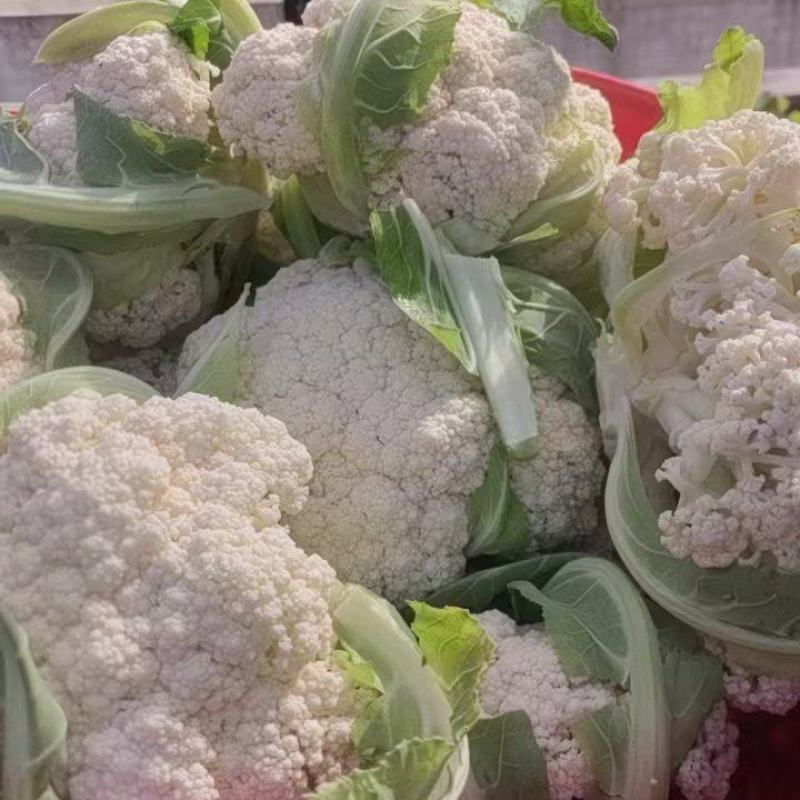 精品花菜大量供货品质保证支持视频看货欢迎来电洽谈