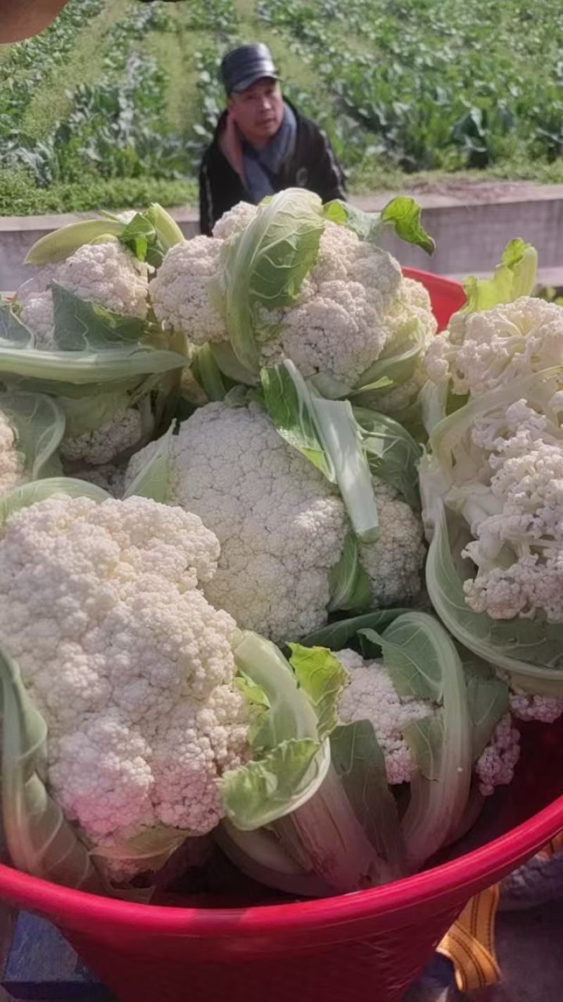 精品花菜大量供货品质保证支持视频看货欢迎来电洽谈