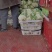 精品花菜大量供货品质保证支持视频看货欢迎来电洽谈
