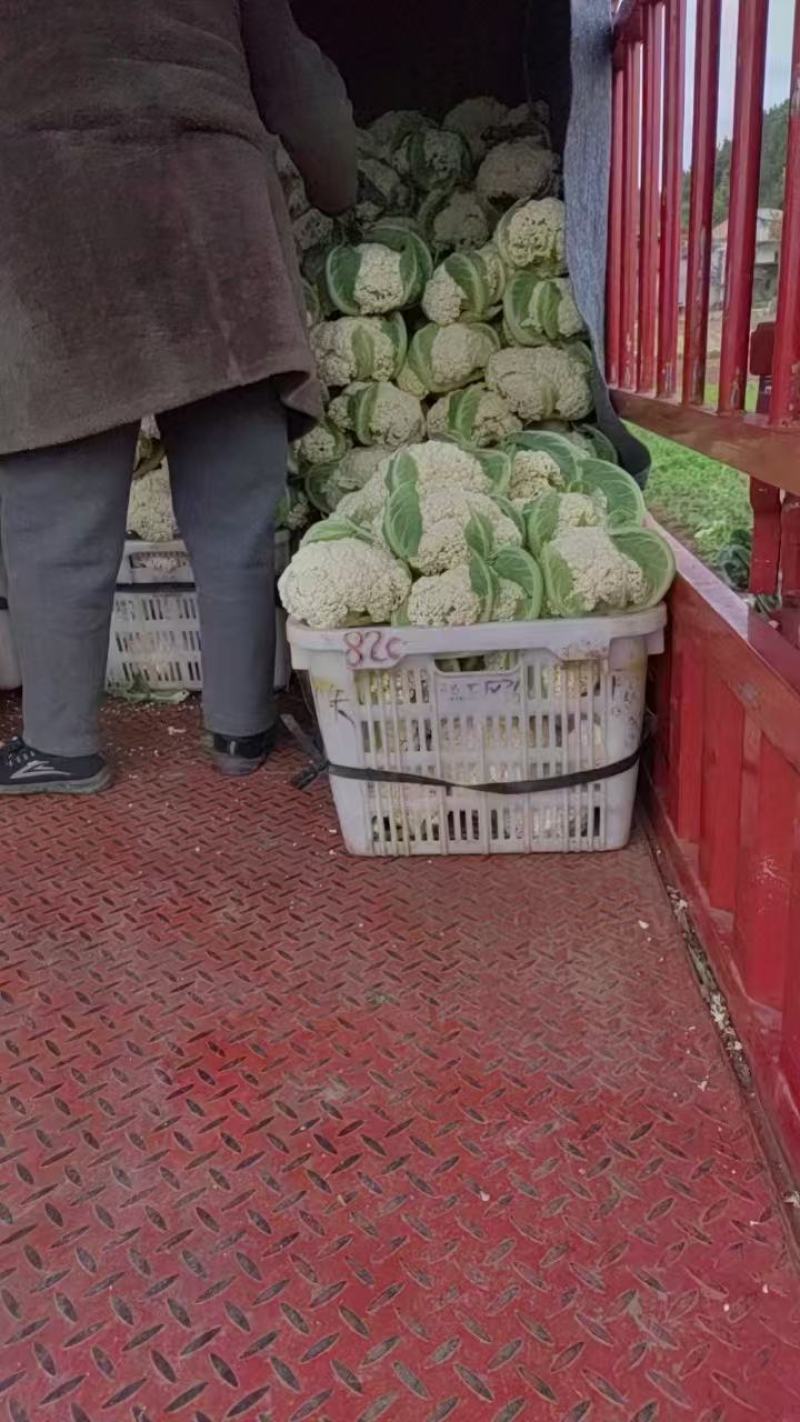 精品花菜大量供货品质保证支持视频看货欢迎来电洽谈