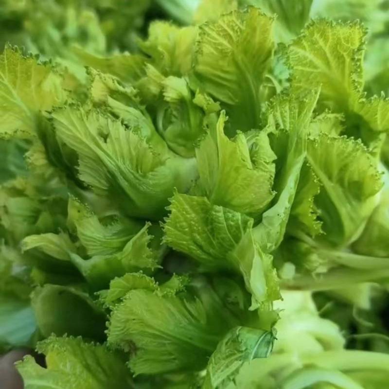 安徽儿菜大量上市，保质保量，一条龙服务。