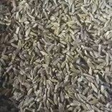 承德北苍术种子