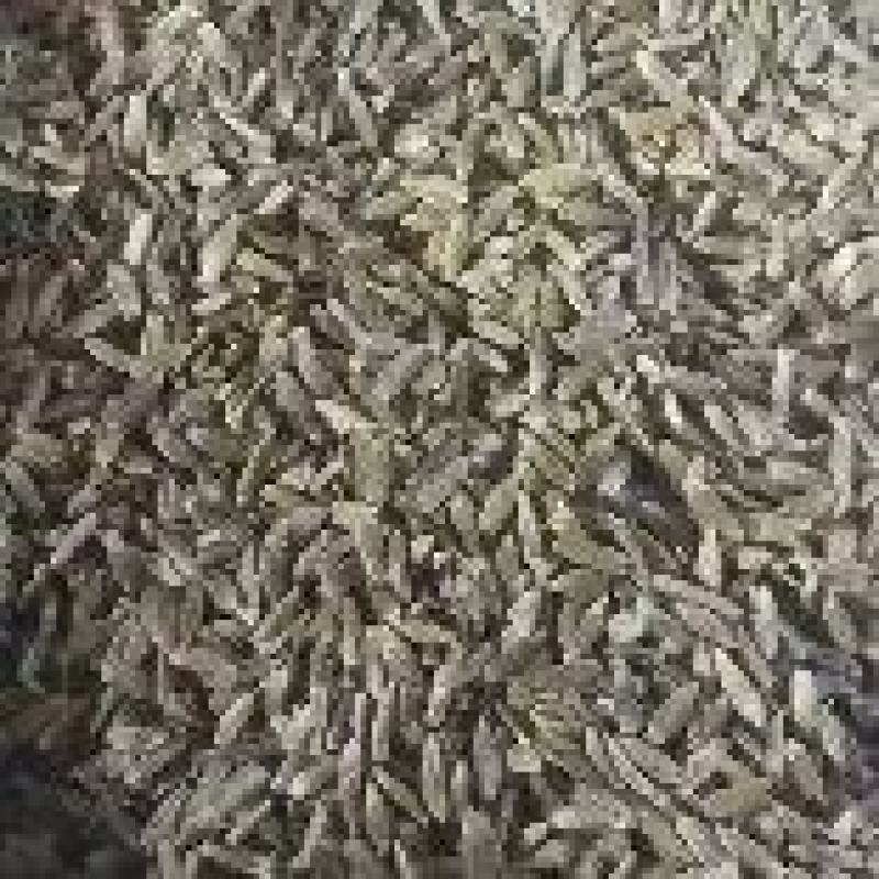 承德北苍术种子