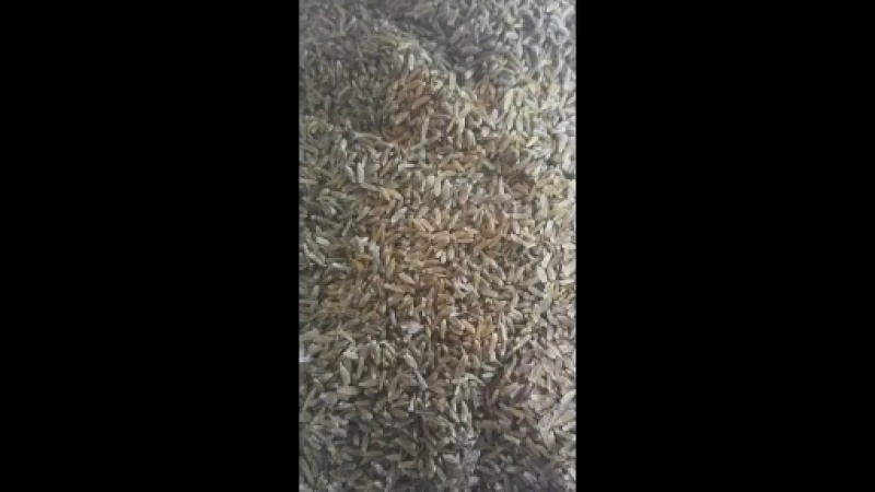 承德北苍术种子