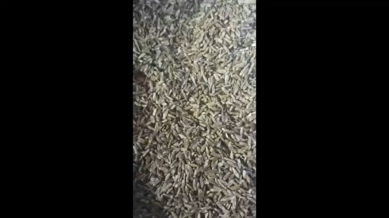 承德北苍术种子