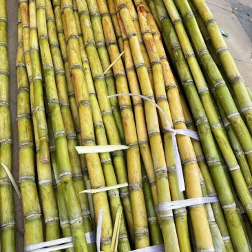 广西黄皮甘蔗。大量有货。有需要的联系，