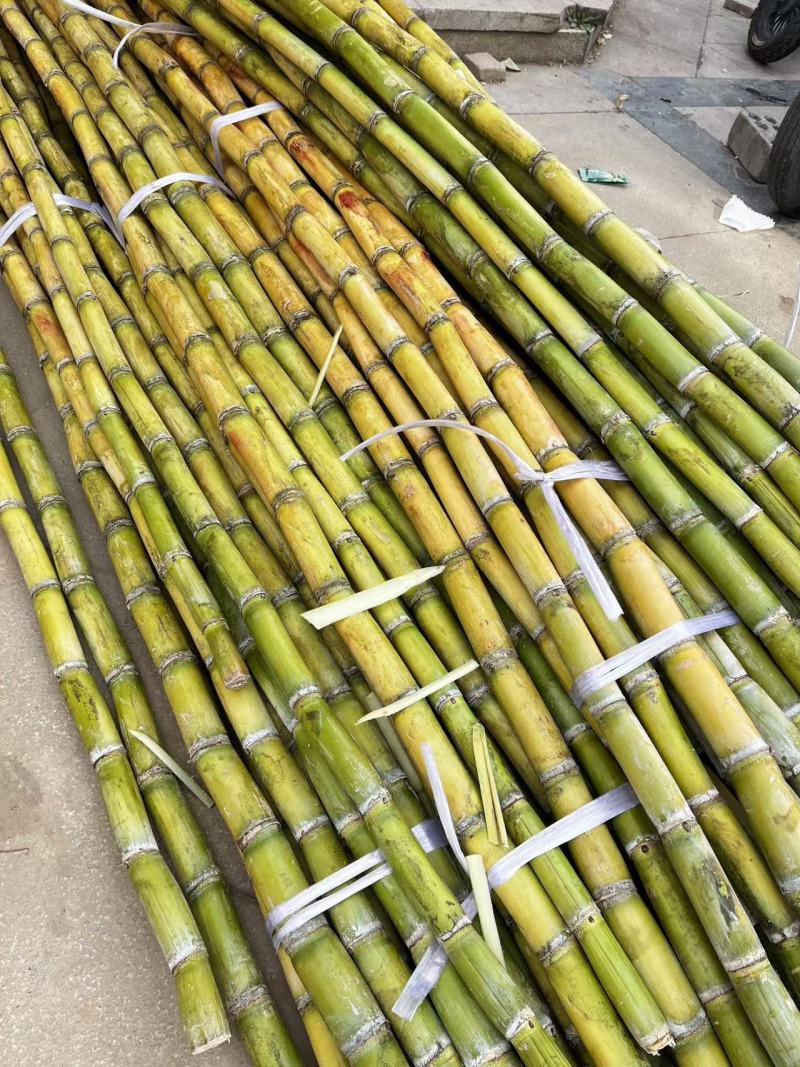 广西黄皮甘蔗。大量有货。有需要的联系，