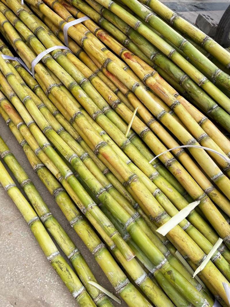 广西黄皮甘蔗。大量有货。有需要的联系，