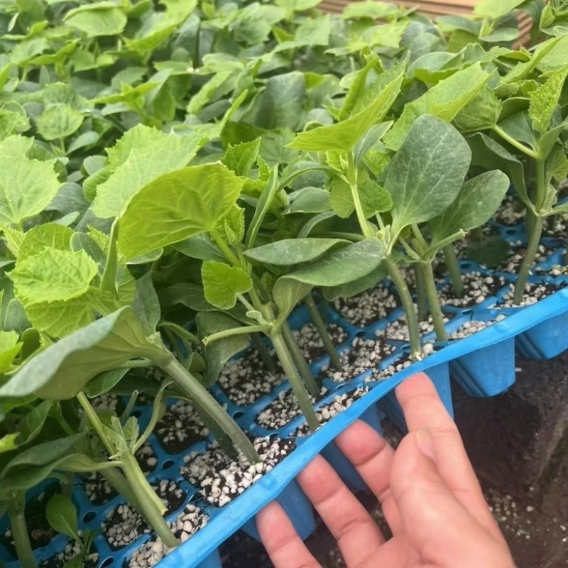 嫁接黄瓜苗旱黄瓜苗无刺水果小黄瓜苗有现货苗厂直发