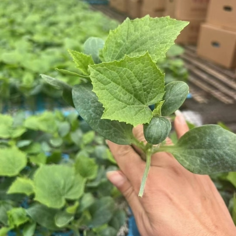 嫁接黄瓜苗旱黄瓜苗无刺水果小黄瓜苗有现货苗厂直发