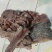 【熟骆驼头肉】骆驼头肉，纯干货几乎无油，八成熟全面有货