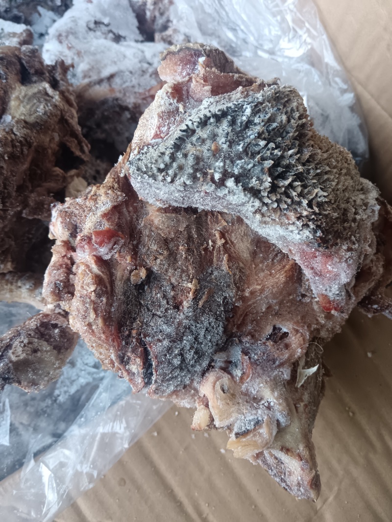 【熟骆驼头肉】骆驼头肉，纯干货几乎无油，八成熟全面有货