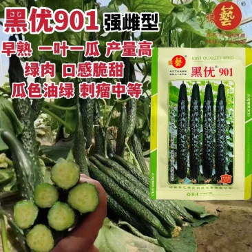 豫艺黑优901黄瓜种子强雌油亮早熟春秋四季高产绿心黄瓜种