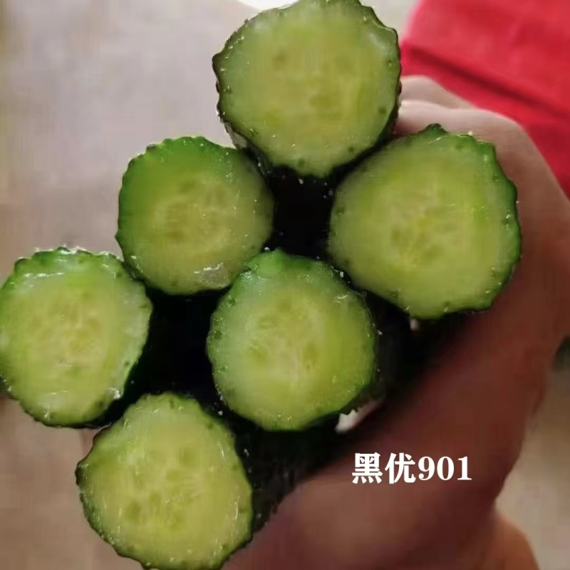 豫艺黑优901黄瓜种子强雌油亮早熟春秋四季高产绿心黄瓜种