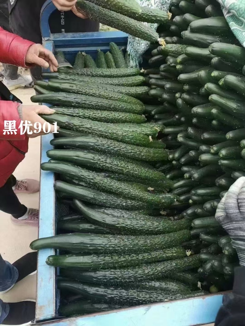 豫艺黑优901黄瓜种子强雌油亮早熟春秋四季高产绿心黄瓜种