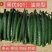 豫艺黑优901黄瓜种子强雌油亮早熟春秋四季高产绿心黄瓜种