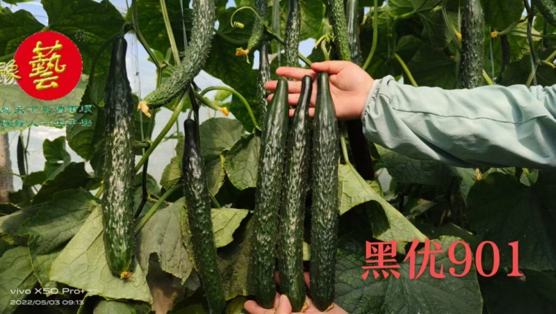 豫艺黑优901黄瓜种子强雌油亮早熟春秋四季高产绿心黄瓜种