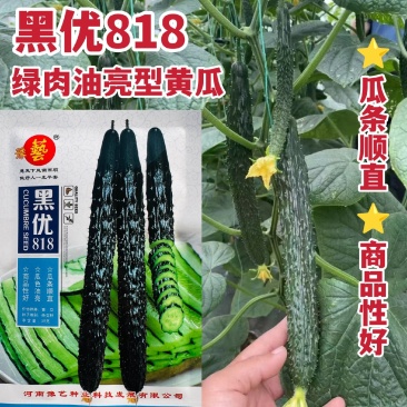 豫艺黑优818黄瓜种子密刺油亮黄瓜种子绿心绿肉青瓜种籽