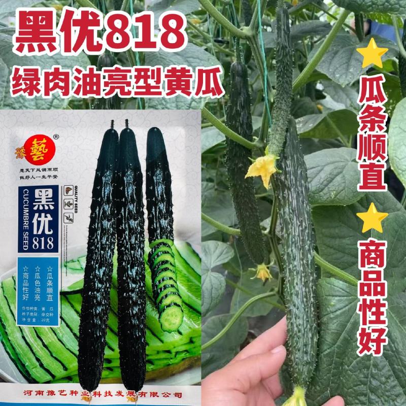 豫艺黑优818黄瓜种子密刺油亮黄瓜种子绿心绿肉青瓜种籽