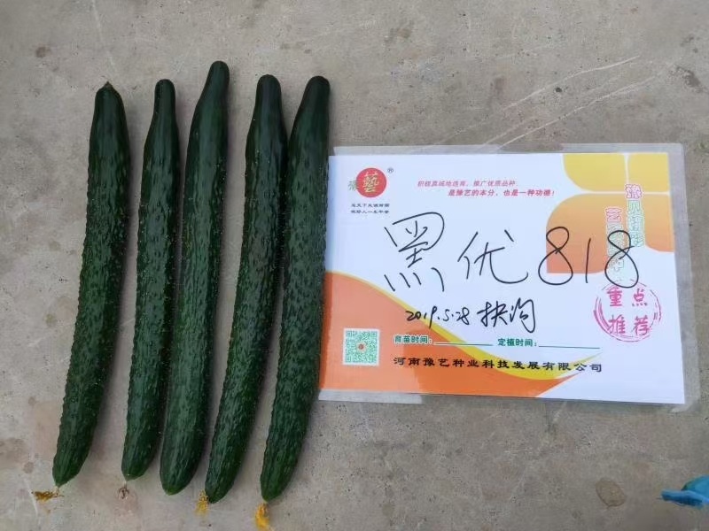 豫艺黑优818黄瓜种子密刺油亮黄瓜种子绿心绿肉青瓜种籽