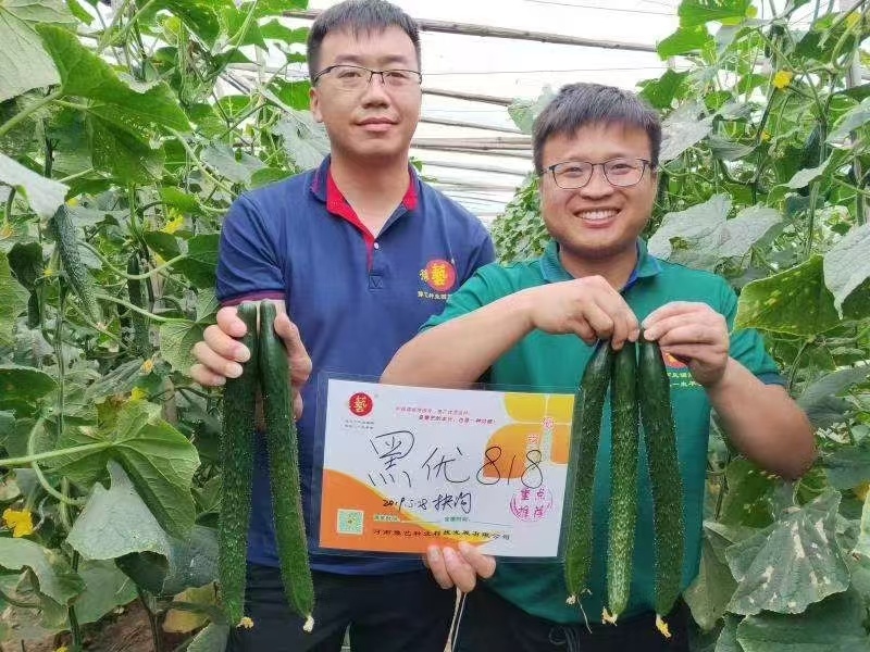 豫艺黑优818黄瓜种子密刺油亮黄瓜种子绿心绿肉青瓜种籽