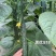 豫艺黑优818黄瓜种子密刺油亮黄瓜种子绿心绿肉青瓜种籽