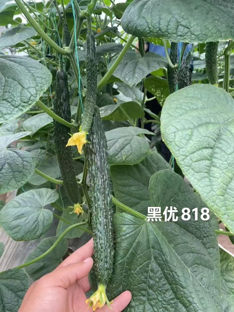 豫艺黑优818黄瓜种子密刺油亮黄瓜种子绿心绿肉青瓜种籽