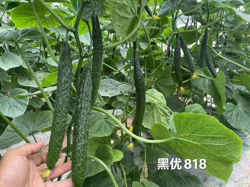 豫艺黑优818黄瓜种子密刺油亮黄瓜种子绿心绿肉青瓜种籽