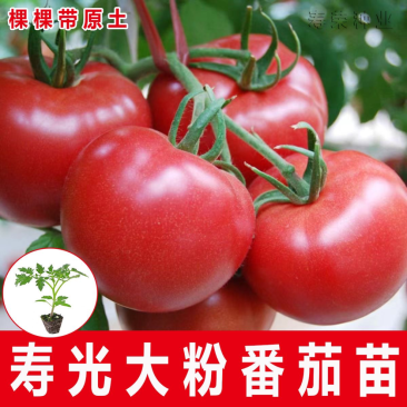 大粉西红柿苗大红番茄苗苗厂直发山东抗病毒番茄苗