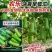 正源瓠子种子农乐油青早瓠瓜种子清香蒲瓜种子早熟菜葫芦短棒