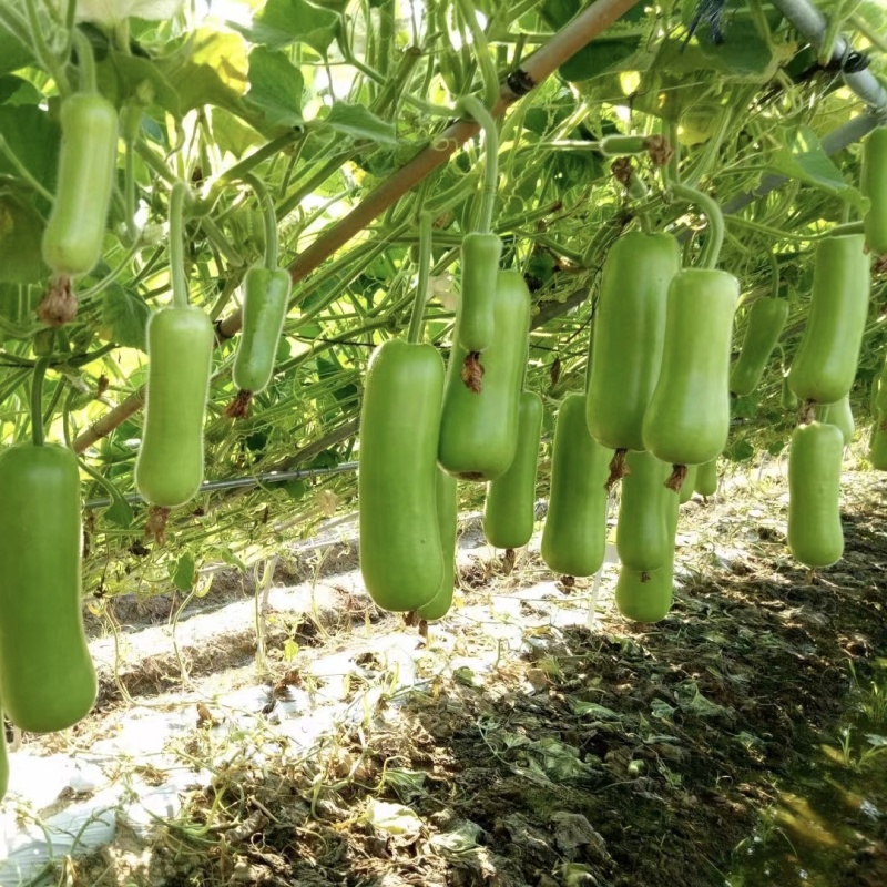 正源瓠子种子农乐油青早瓠瓜种子清香蒲瓜种子早熟菜葫芦短棒