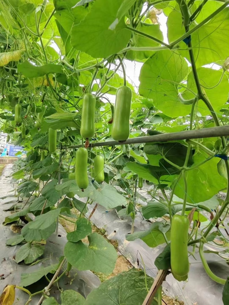 正源瓠子种子农乐油青早瓠瓜种子清香蒲瓜种子早熟菜葫芦短棒