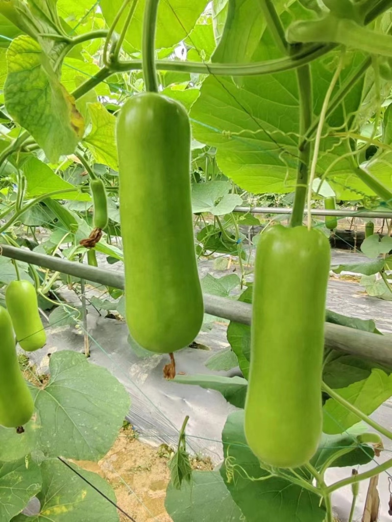 正源瓠子种子农乐油青早瓠瓜种子清香蒲瓜种子早熟菜葫芦短棒