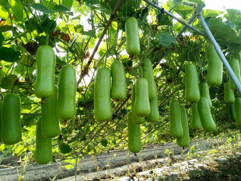 正源瓠子种子农乐油青早瓠瓜种子清香蒲瓜种子早熟菜葫芦短棒