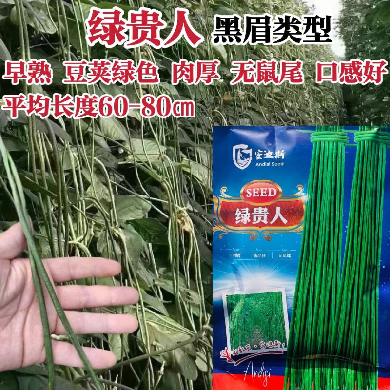 绿贵人绿条青长豆角种子绿条长豇豆种子黑眉豆角种子早熟豇豆
