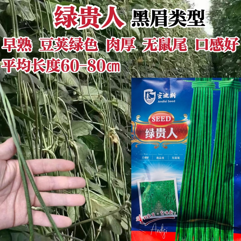 绿贵人绿条青长豆角种子绿条长豇豆种子黑眉豆角种子早熟豇豆