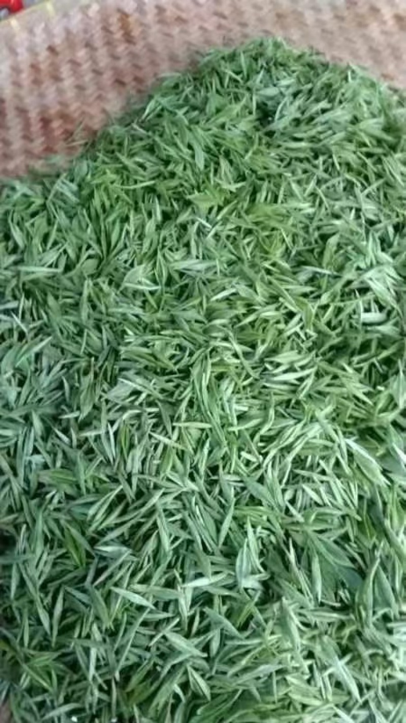 高山绿茶高山茶绿茶农户自产自销常年大量供应欢迎合作