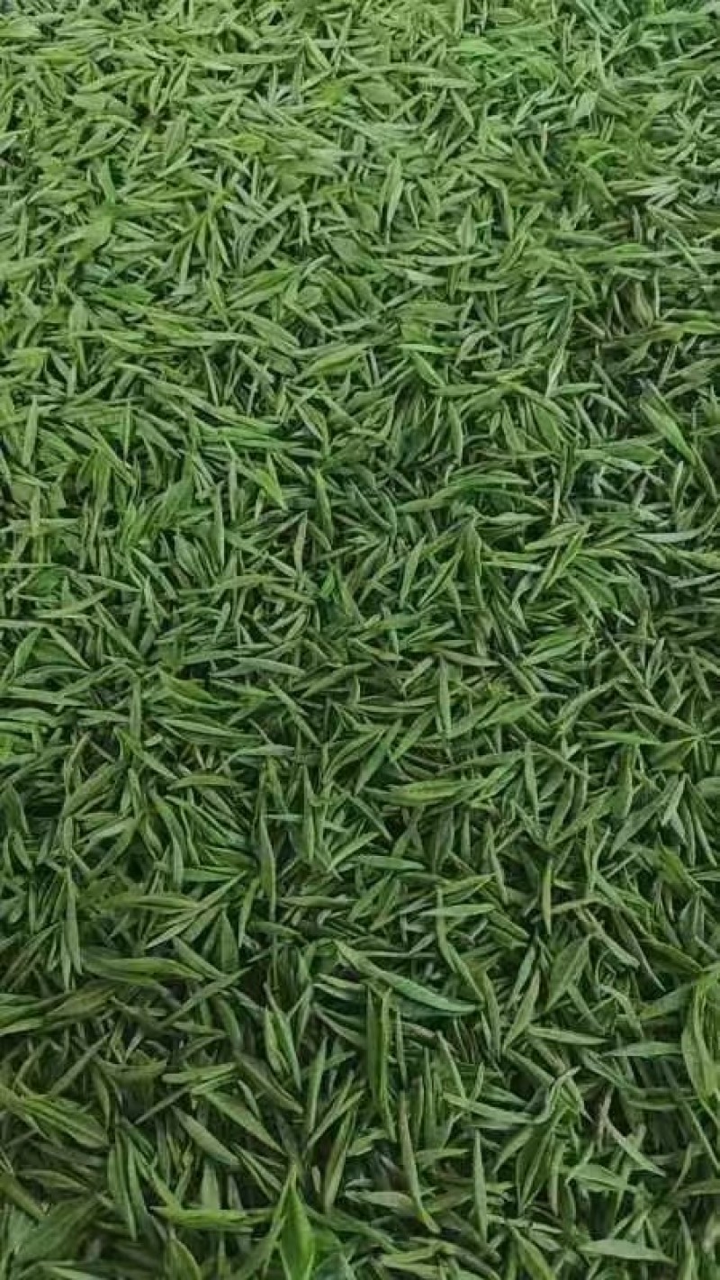 高山绿茶高山茶绿茶农户自产自销常年大量供应欢迎合作