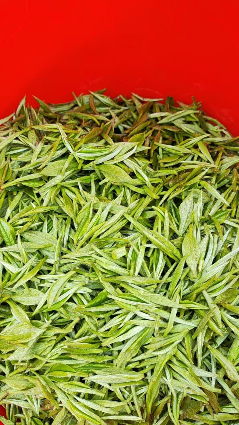 高山绿茶高山茶绿茶农户自产自销常年大量供应欢迎合作