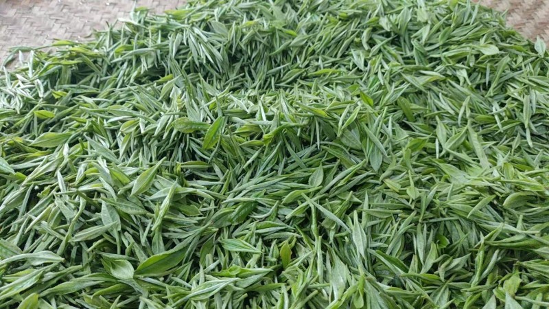 高山绿茶高山茶绿茶农户自产自销常年大量供应欢迎合作